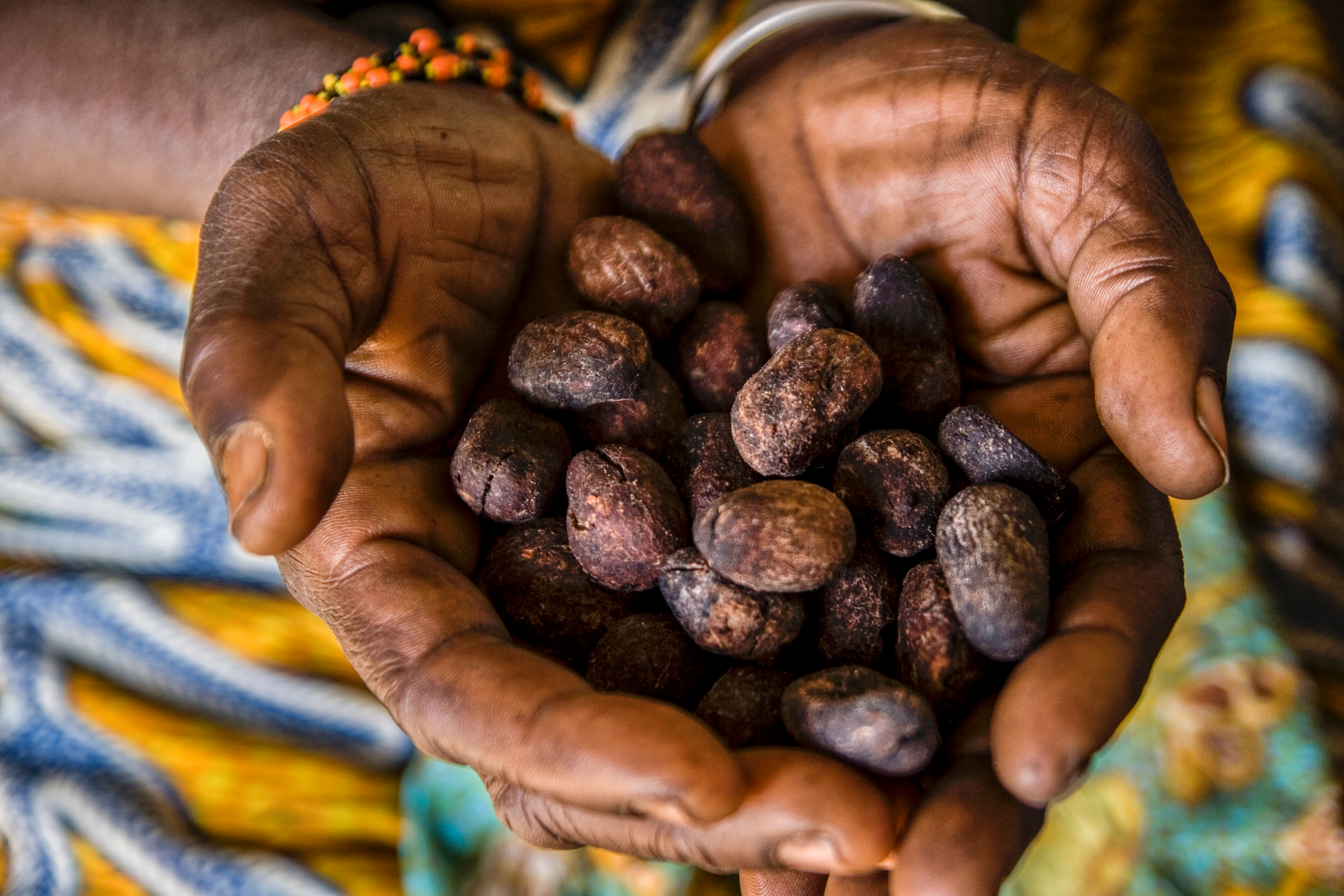 Sheanüsse aus Afrika geröstet zum Herstellen von Sheabutter