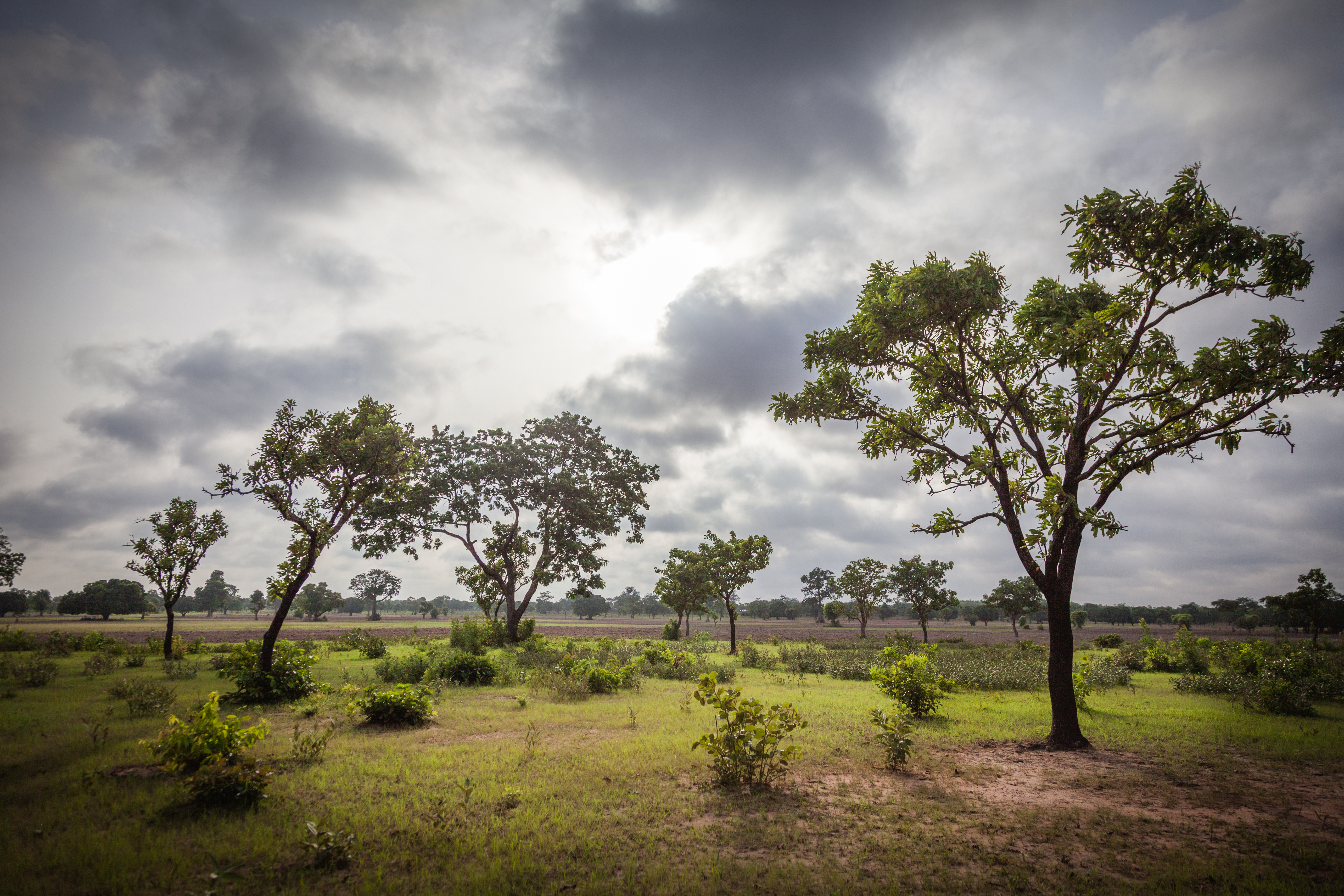 Sheanussbaum in der afrikanischen Savanna